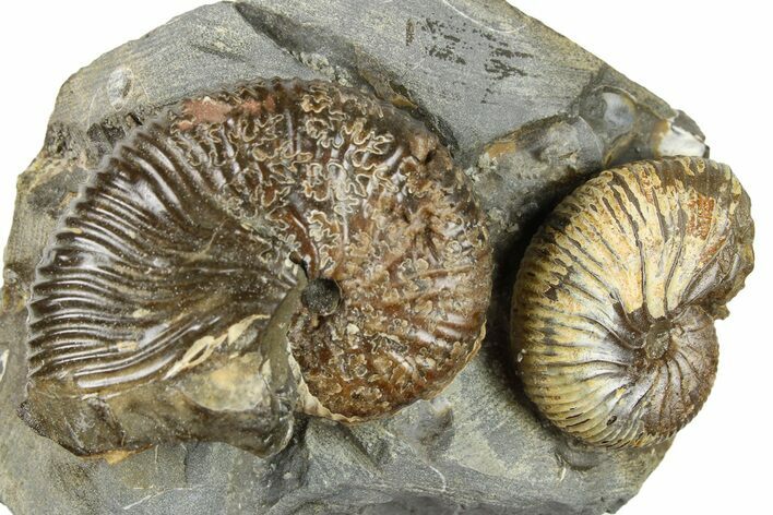 Two Cretaceous Hoploscaphites Ammonite Fossils - Montana #262723